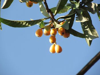 Low angle view of fruits on tree against sky