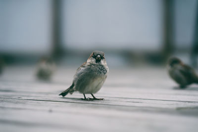 Close-up of bird perching outdoors