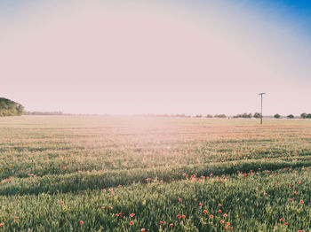 Scenic view of field against clear sky