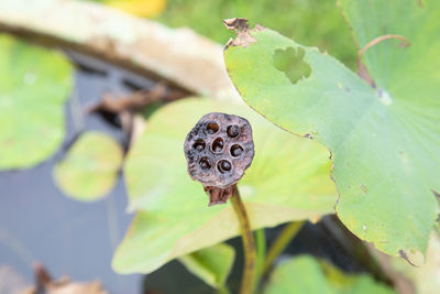 Close-up of lotus water lily