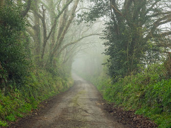 Dirt road passing through forest