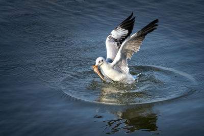 Swan swimming in a lake