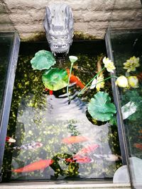 High angle view of plants by water