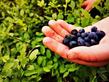 Close-up of person holding fruits