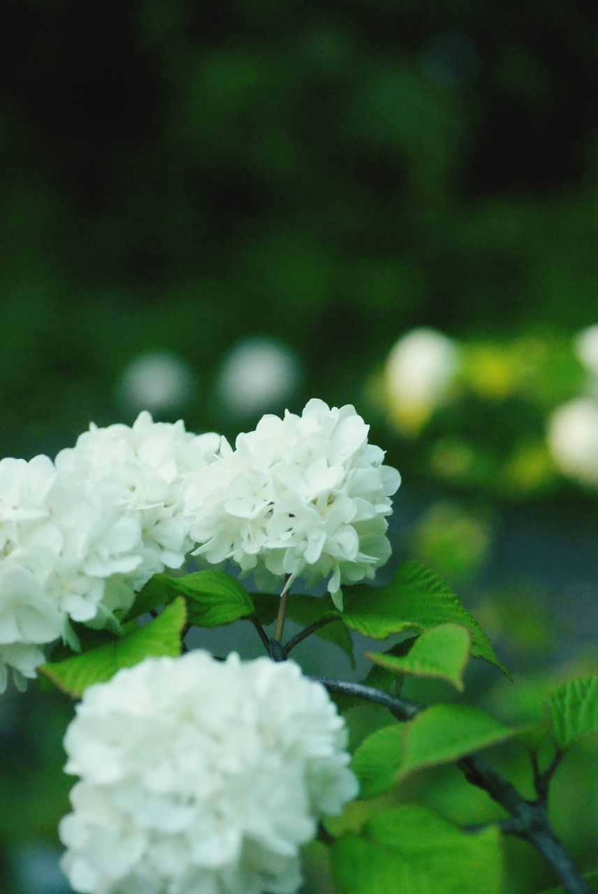 flower, fragility, freshness, growth, focus on foreground, petal, white color, close-up, flower head, beauty in nature, nature, blooming, plant, selective focus, in bloom, blossom, park - man made space, bud, white, botany