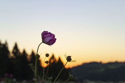 Close-up of pink flowering plant on field against sky