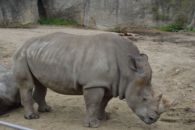 Rhinoceros standing in zoo