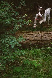 Dog on tree