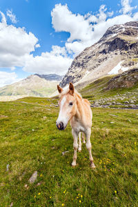 View of a horse on field