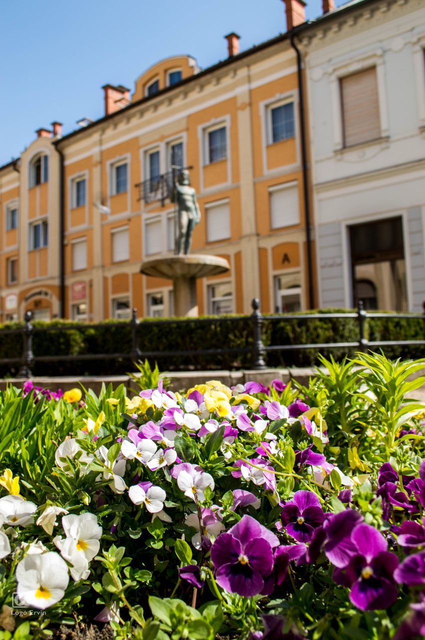 FLOWERS BLOOMING IN LAWN