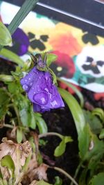Close-up of water drops on flower