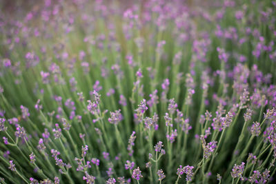 Close-up of purple flowering plants on field