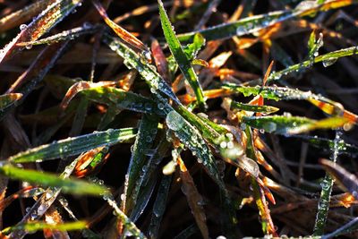 Close-up of insect on plant