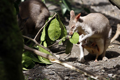 View of kangoroo eating plant