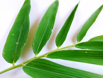 Close-up of green plant
