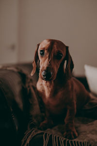 Portrait of dog sitting on bed at home