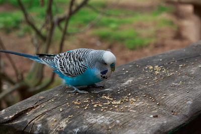 Close-up of bird perching on wood