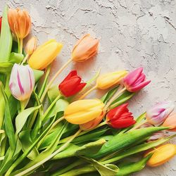 Close-up of multi colored tulips