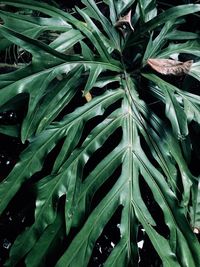 Full frame shot of fresh green plant