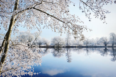 Reflection of trees in lake against sky