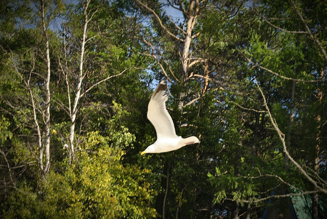 bird, tree, white color, animals in the wild, wildlife, growth, nature, animal themes, forest, beauty in nature, one animal, tranquility, branch, plant, day, white, outdoors, no people, green color, tranquil scene