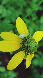 Close-up of yellow flower