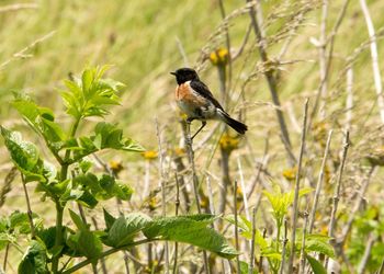 Bird perching on a plant