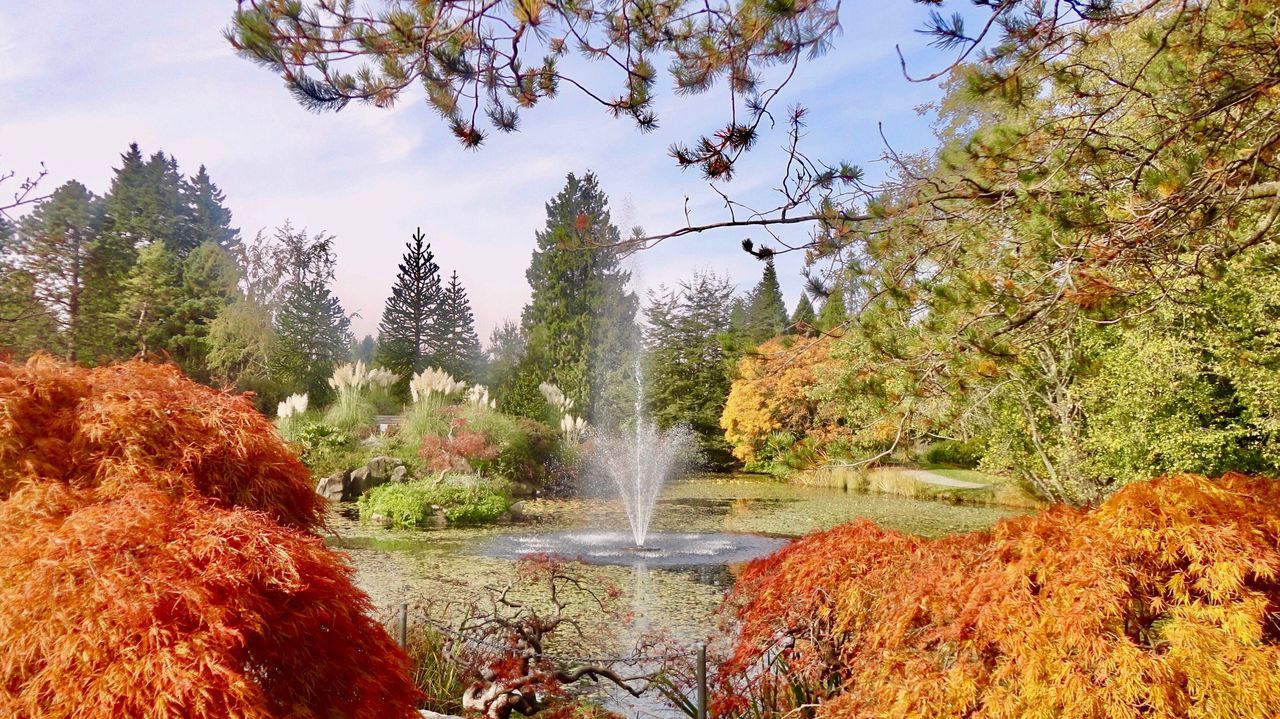 tree, nature, water, beauty in nature, day, leaf, autumn, no people, growth, motion, outdoors, waterfall, forest, scenics, branch, sky