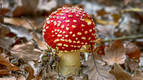 Close-up of fly agaric mushroom on field