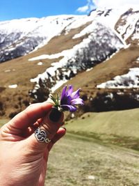 Cropped hand of woman holding purple flower against snowcapped mountains