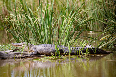 View of a reptile in the lake