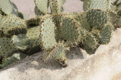 High angle view of succulent plants