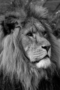 Close-up of lion looking away on field