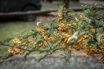 Close-up of flowering plant