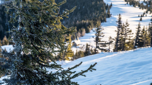 Snow covered pine trees on field during winter