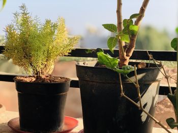 Close-up of potted plant