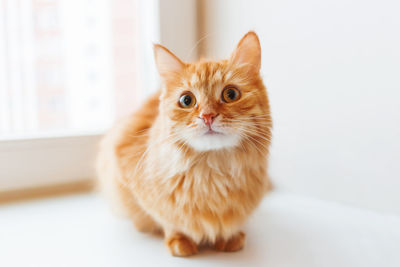 Cute ginger cat siting on window sill and waiting for something. fluffy pet looks curious.