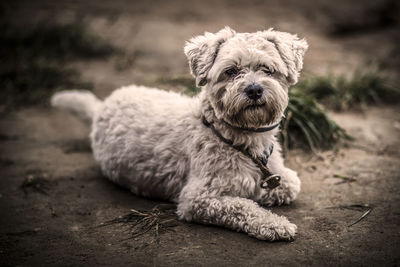 Close-up of dog