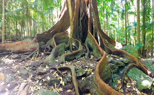 Tree trunk in forest