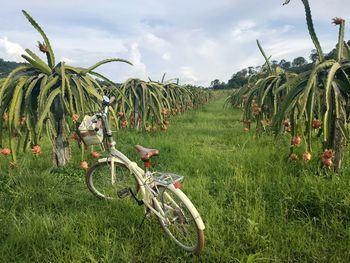 Bicycles on field