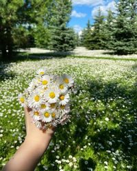 Bouquet of forget-me-not flowers at the field