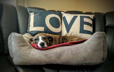 Dog relaxing on sofa at home