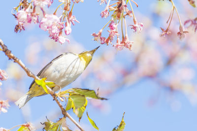 White-eyes and cherry blossoms