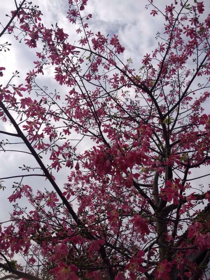 tree, low angle view, branch, sky, growth, beauty in nature, nature, pink color, tranquility, cloud - sky, flower, day, scenics, outdoors, no people, cloud, freshness, tranquil scene, season, blossom