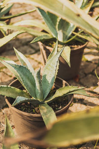 High angle view of succulent plant in pot