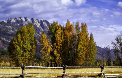 Trees on field against sky