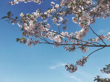 Low angle view of cherry blossoms against sky