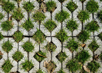 High angle view of plants growing on field