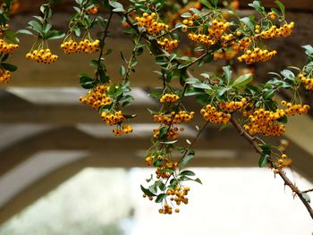 Close-up of yellow flowering plant