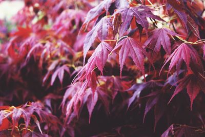 Close-up of tree with red leaves